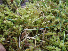 Rhytidiadelphus squarrosus