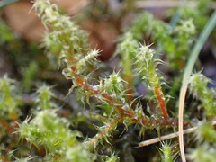 Rhytidiadelphus squarrosus