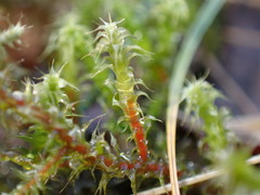 Rhytidiadelphus squarrosus