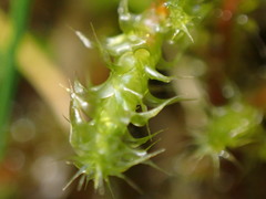 Rhytidiadelphus squarrosus