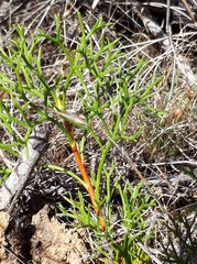 Petrophile multisecta