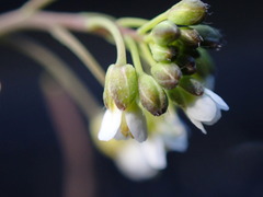Arabidopsis thaliana