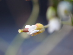 Arabidopsis thaliana