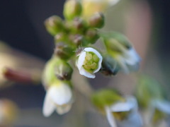 Arabidopsis thaliana
