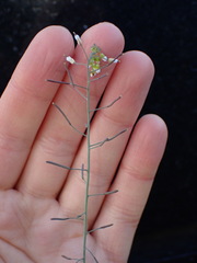 Arabidopsis thaliana