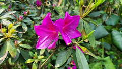 Rhododendron pulchrum phoeniceum
