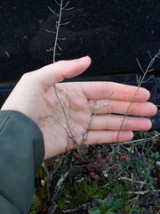 Arabidopsis thaliana