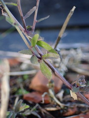 Arabidopsis thaliana