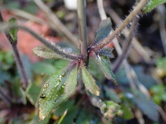 Arabidopsis thaliana