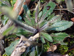 Arabidopsis thaliana