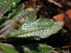 Arabidopsis thaliana