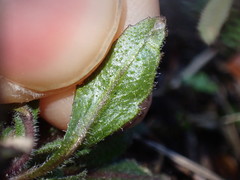 Arabidopsis thaliana