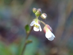 Draba verna