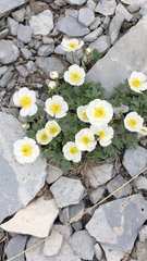 Ranunculus seguieri seguieri