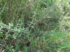 Pyrostria hystrix