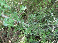 Pyrostria hystrix