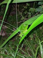 Hexacentrus mundurra