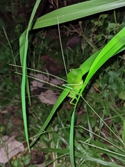 Hexacentrus mundurra