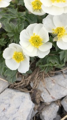 Ranunculus seguieri seguieri