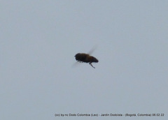 Eristalinus taeniops