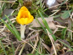 Crocus chrysanthus