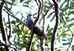 Ducula goliath