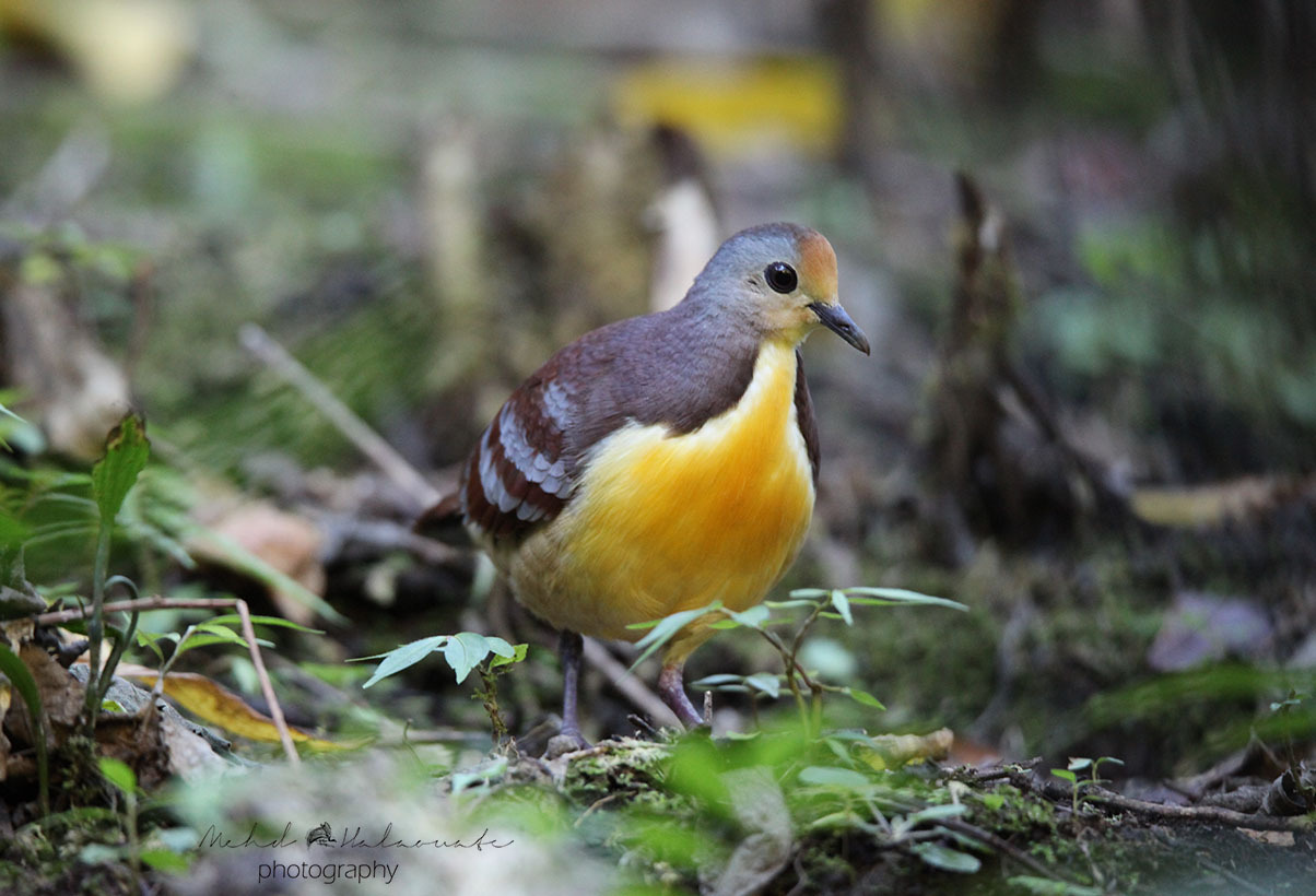 Cinnamon Ground Dove illustration