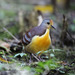 Cinnamon Ground-Dove - Photo (c) Mehd Halaouate, some rights reserved (CC BY-NC), uploaded by Mehd Halaouate