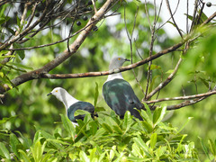 Ducula concinna