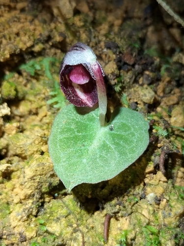 Image of Nodding Helmet Orchid (Corybas abellianus) by (c) Matthew Borella, some rights reserved (CC BY)