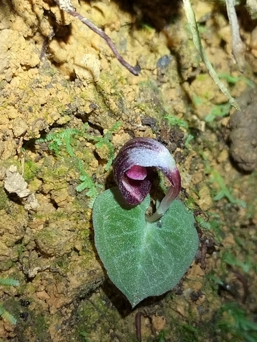 Image of Corybas abellianus by (c) Matthew Borella, some rights reserved (CC BY)