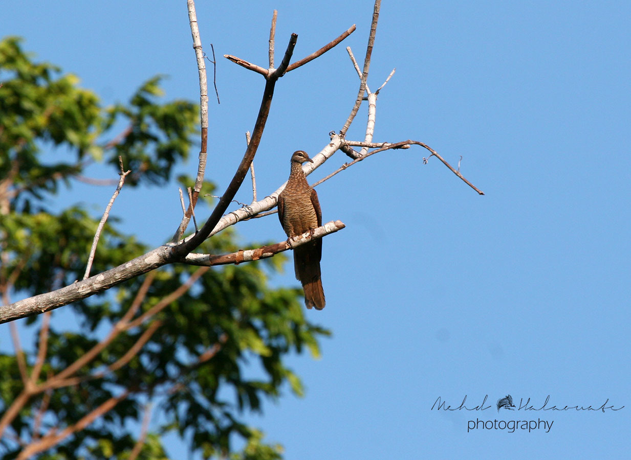 Tanimbar Cuckoo-Dove illustration