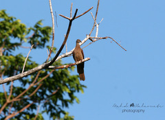 Macropygia timorlaoensis