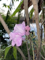 Ipomoea carnea fistulosa