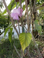 Ipomoea carnea fistulosa