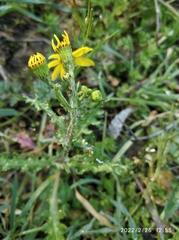 Senecio vulgaris