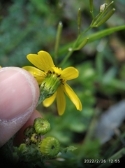 Senecio vulgaris