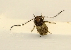 Phloeobius