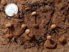 Tulostoma portoricense