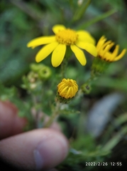 Senecio vulgaris