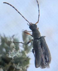 Grammoptera ruficornis