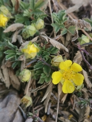 Potentilla tommasiniana