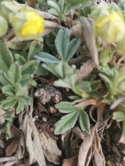 Potentilla tommasiniana