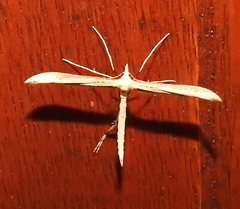 Platyptilia sabius