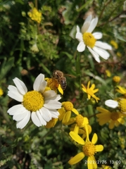Apis mellifera