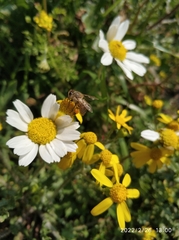 Apis mellifera