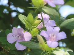 Barleria gueinzii
