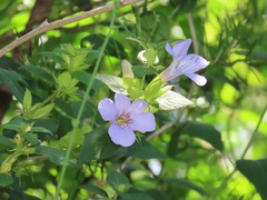 Barleria gueinzii