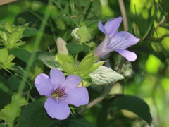 Barleria gueinzii
