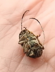 Phloeobius
